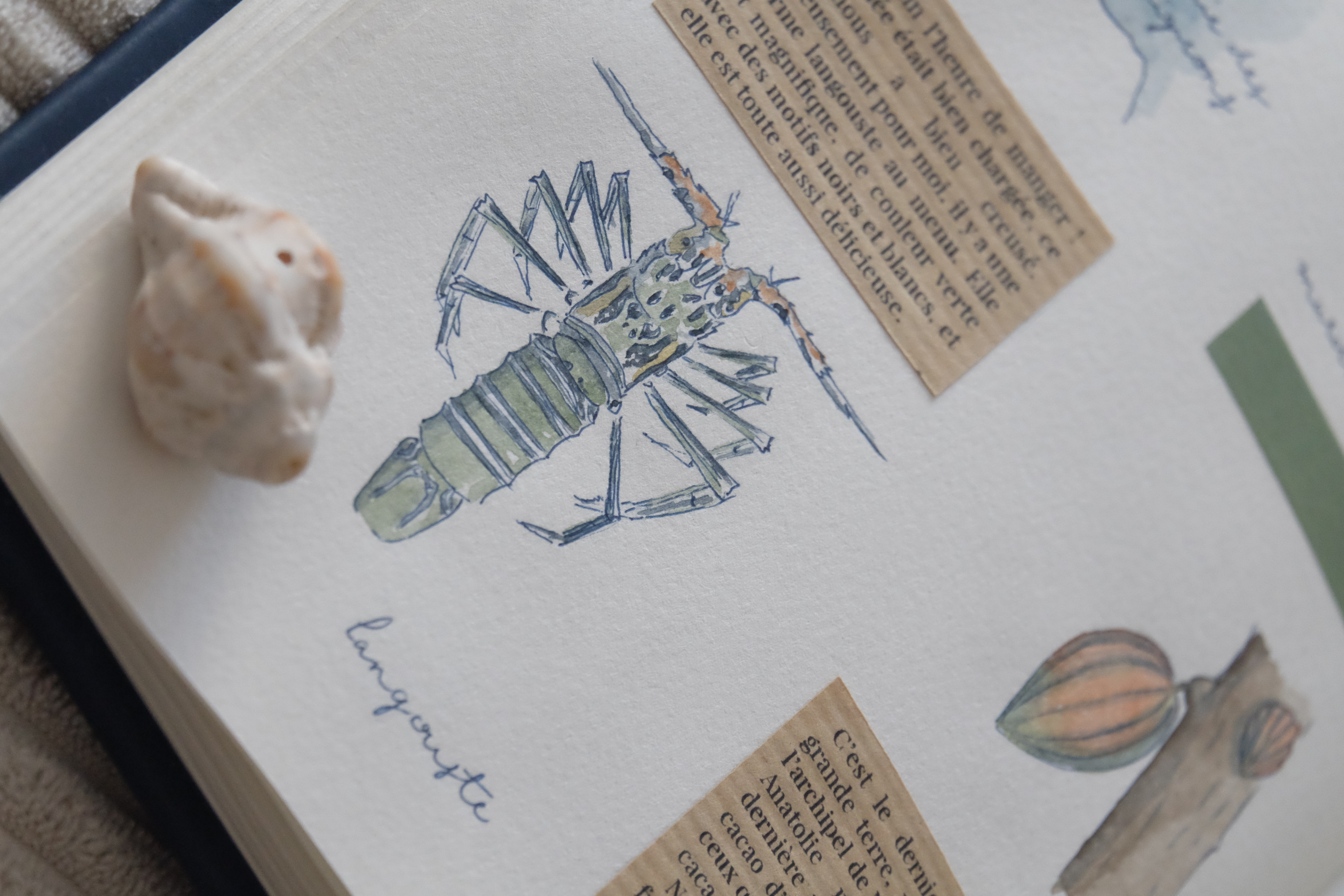 Carnet de voyage, nord de Madagascar - Langouste
Illustrations à l'aquarelle